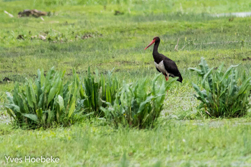 Image of Black Stork