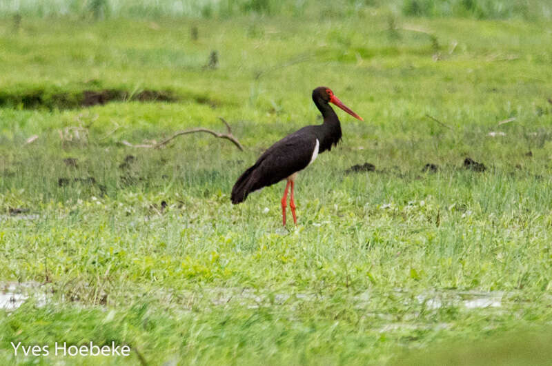 Image of Black Stork