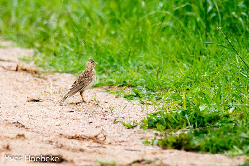 Image of Skylark