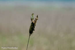 Image of Aquatic Warbler