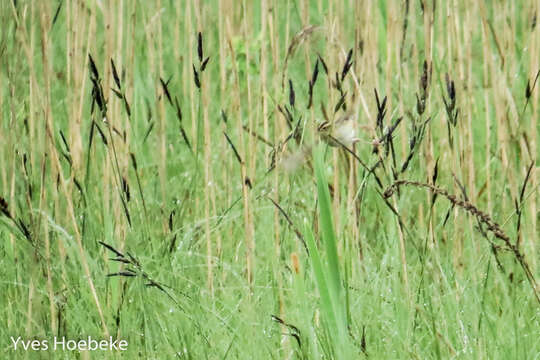 Image of Aquatic Warbler