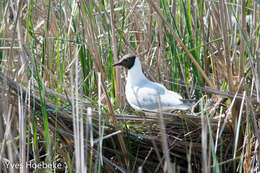 Image of Black-headed Gull