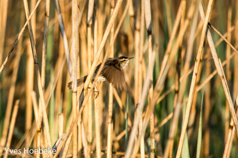 Image of Sedge Warbler