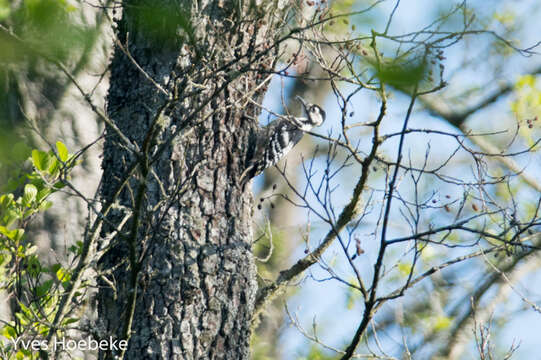 Image of White-backed Woodpecker