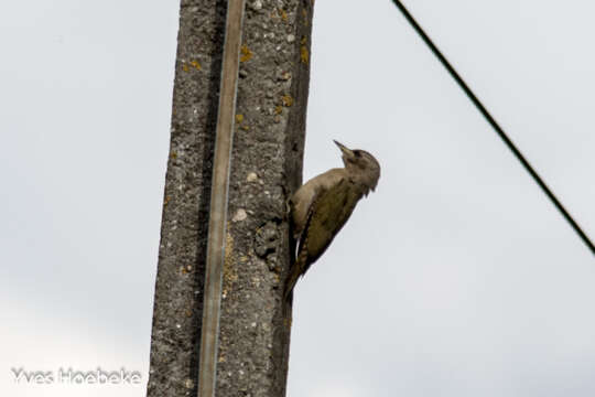 Image of Grey-faced Woodpecker