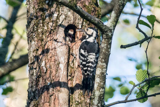 Image of White-backed Woodpecker