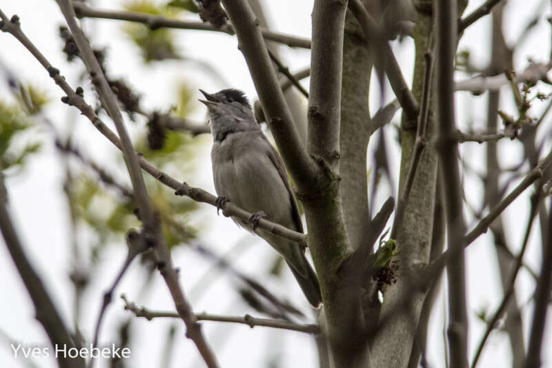 Image of Blackcap