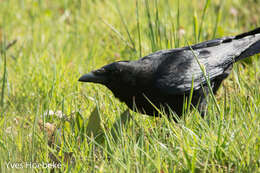 Image of Carrion Crow