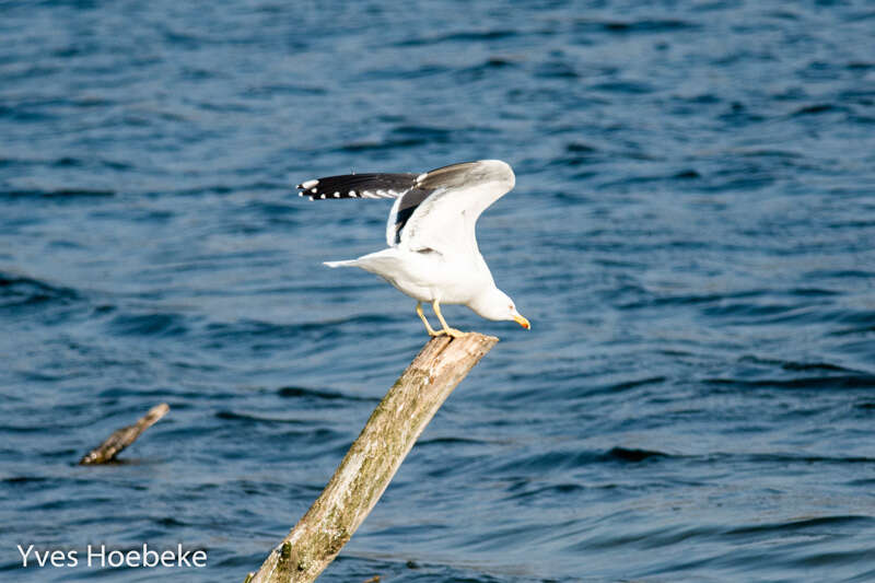 Image of Lesser Black-backed Gull