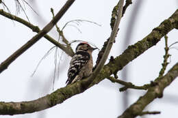 Image of Lesser Spotted Woodpecker