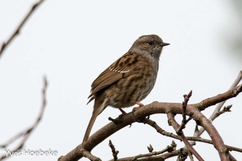 Image of Dunnock