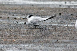 Image of Sandwich Tern