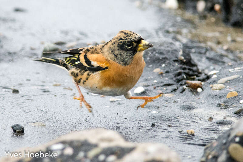 Image of Brambling