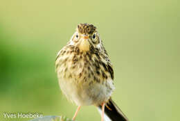 Image of Meadow Pipit