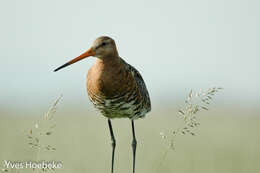 Image of Black-tailed Godwit