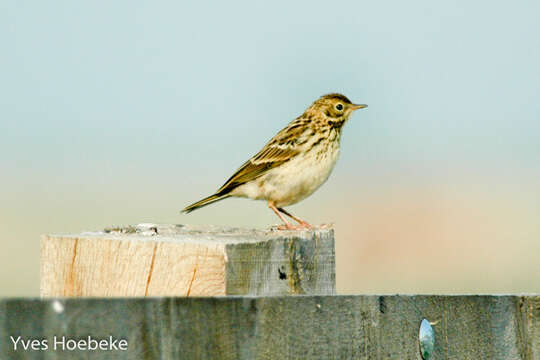 Imagem de Anthus pratensis (Linnaeus 1758)