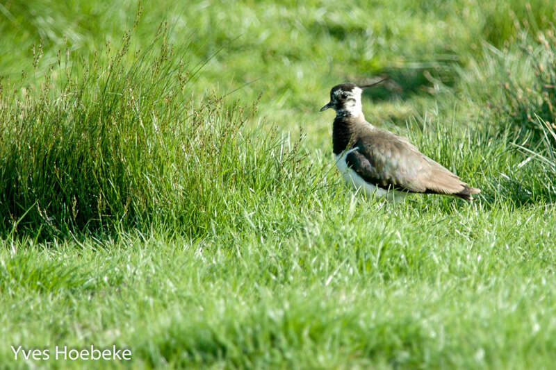 Image of Lapwing