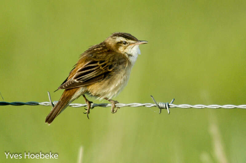 Image of Sedge Warbler