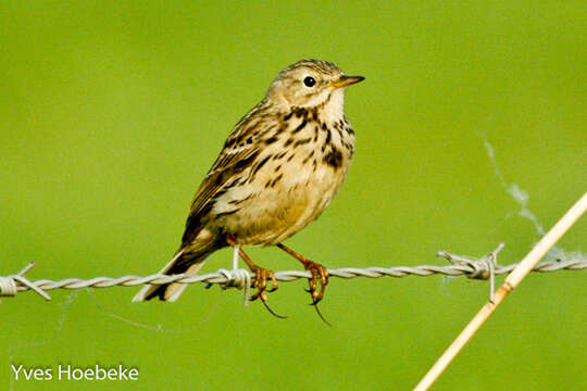 Imagem de Anthus pratensis (Linnaeus 1758)