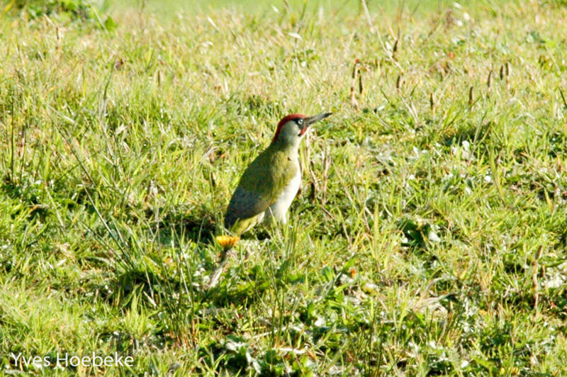 Image of Eurasian Green Woodpecker