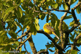 Image of Yellowhammer