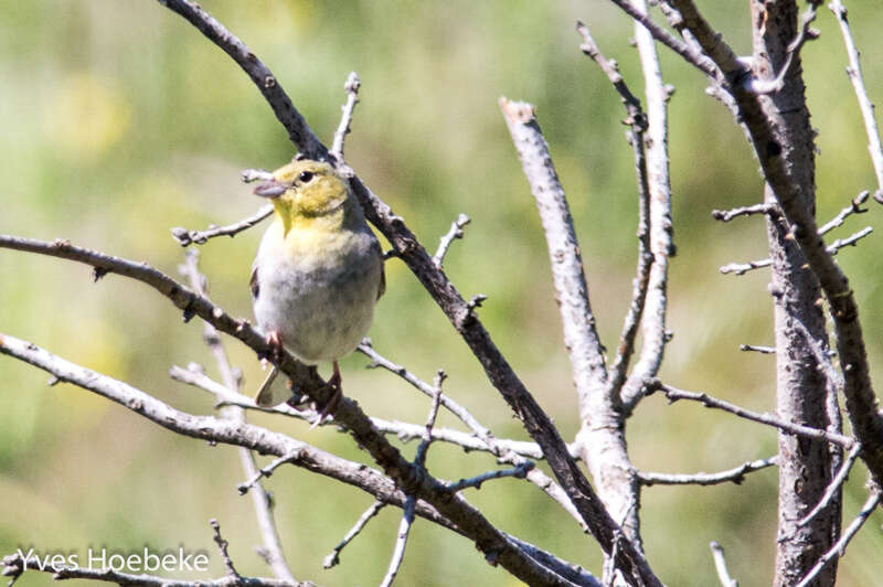 Image of Cinereous Bunting