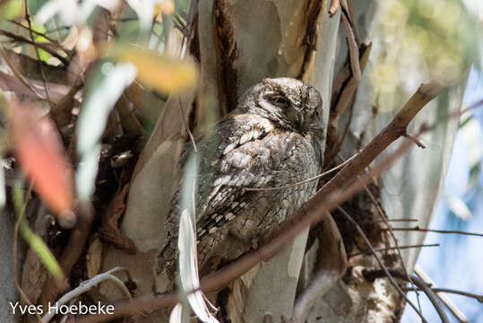 Image of Eurasian Scops Owl