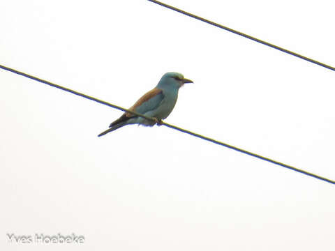 Image of European Roller