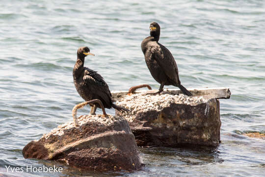 Image of European Shag