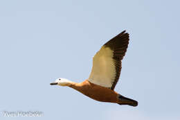 Image of Ruddy Shelduck