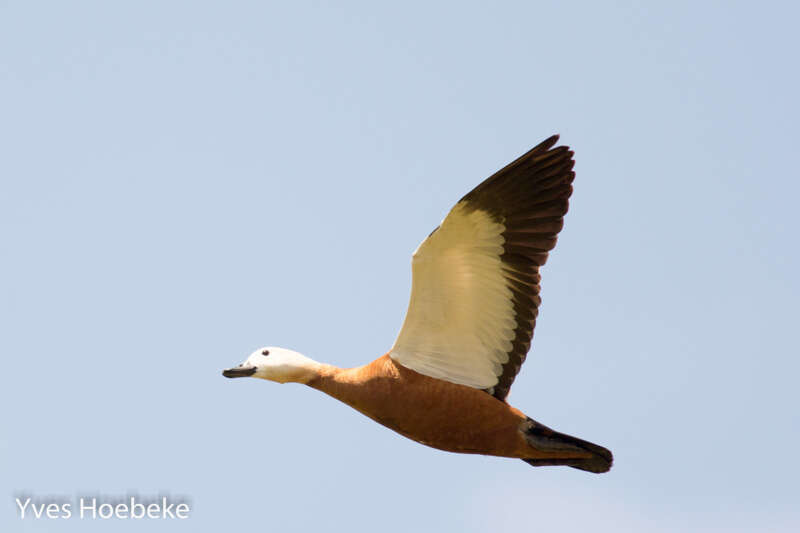 Image of Ruddy Shelduck