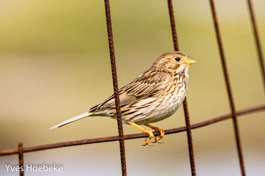 Image of Corn Bunting