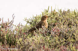 Image of Red-throated Pipit