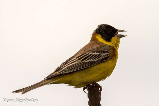 Image of Black-headed Bunting