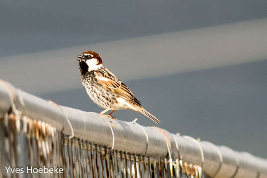 Image of Spanish Sparrow