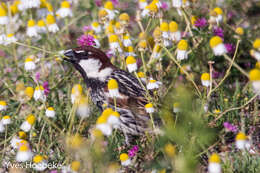 Image of Spanish Sparrow