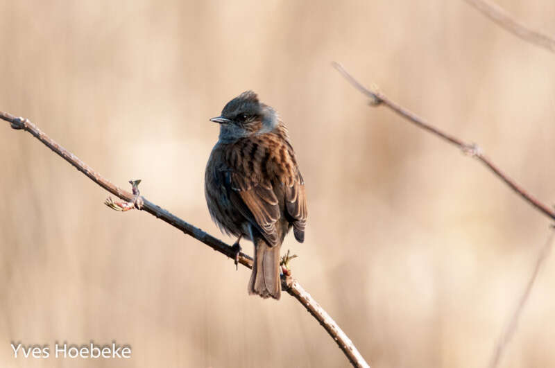 Image of Dunnock