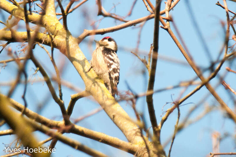 Image of Lesser Spotted Woodpecker