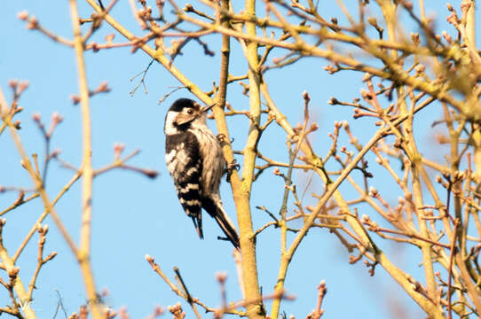 Image of Lesser Spotted Woodpecker