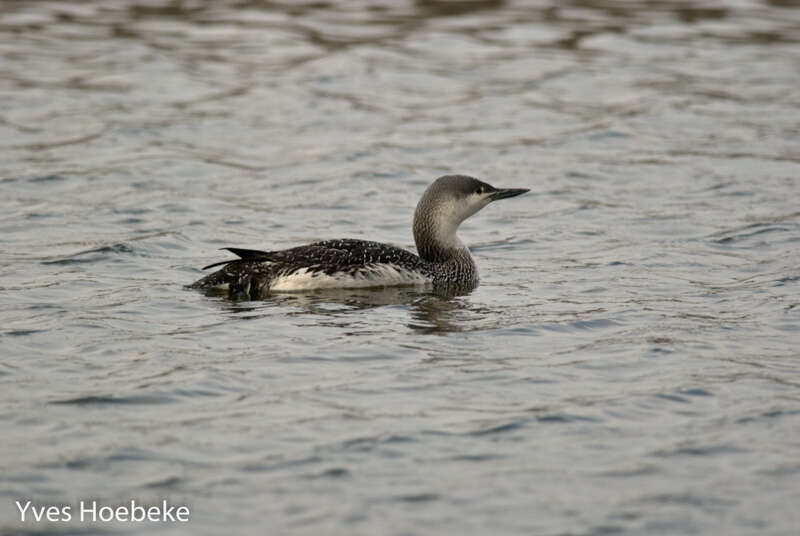 Image of Red-throated Diver