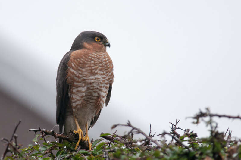 Image of Eurasian Sparrowhawk