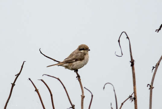 Image of Red-tailed Shrike