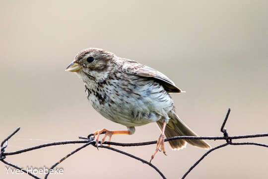 Image of Corn Bunting