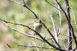 Image of Cinereous Bunting