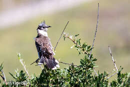 Imagem de Clamator glandarius (Linnaeus 1758)