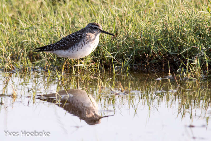 Image of Wood Sandpiper