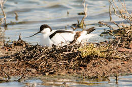 Image of avocet, pied avocet