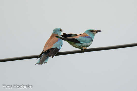 Image of European Roller