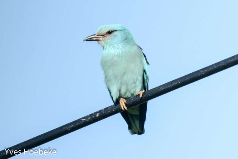 Image of European Roller