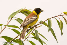 Image of Black-headed Bunting